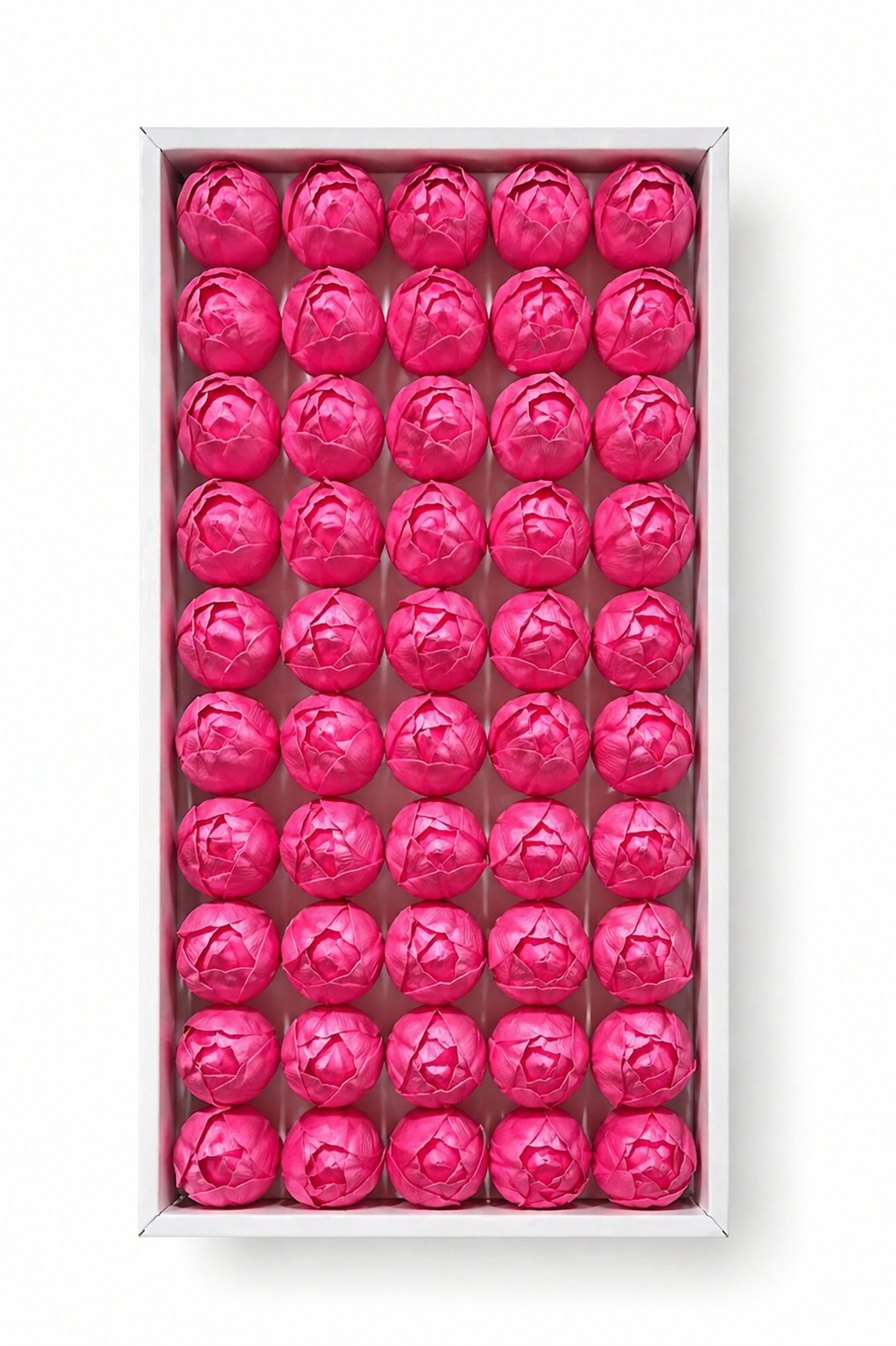 Pembe Kokulu Kafa Lale 4,5 cm – İthal 50’li Kutu