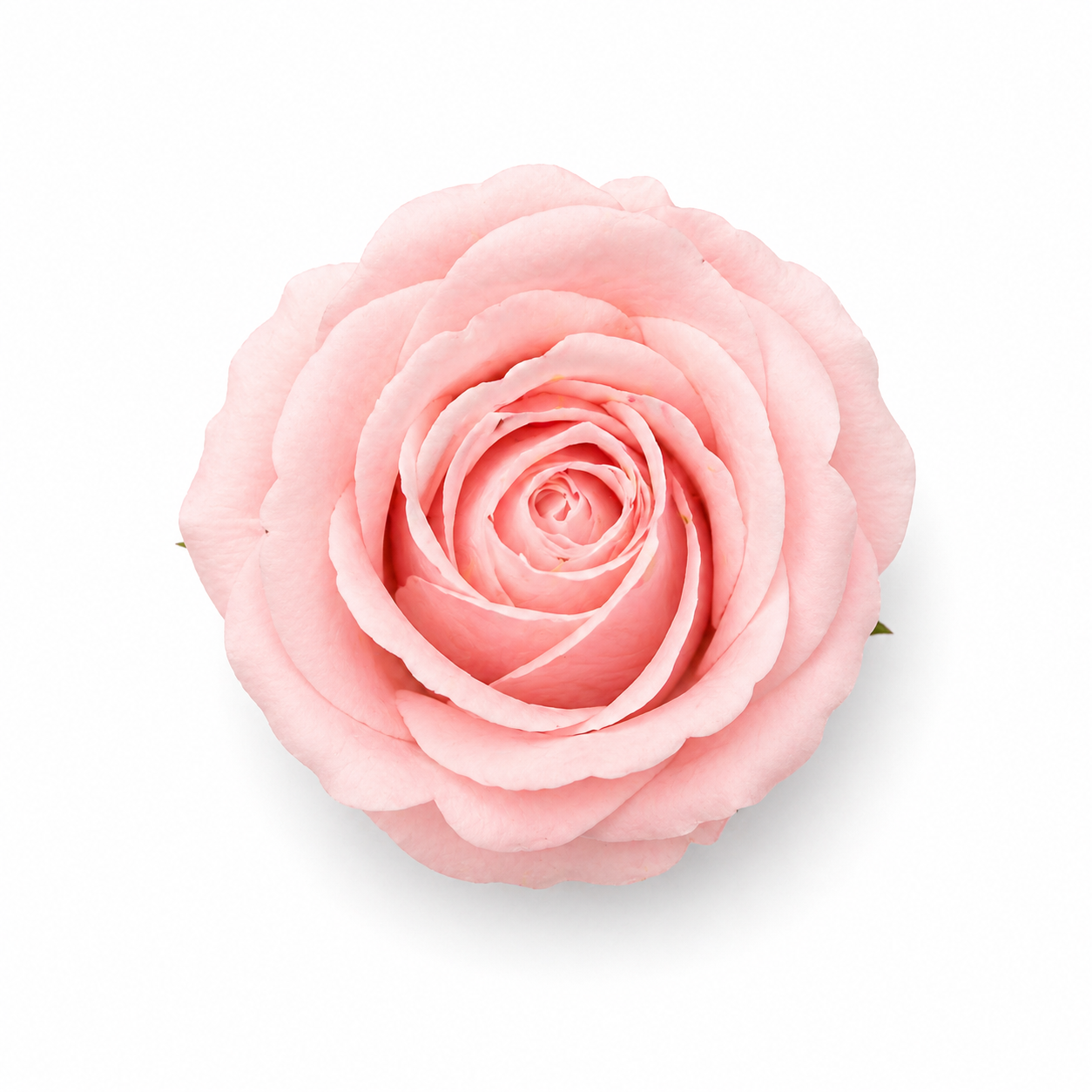 Pembe Kokulu Kafa Gül 4,5 cm – İthal 50’li Kutu